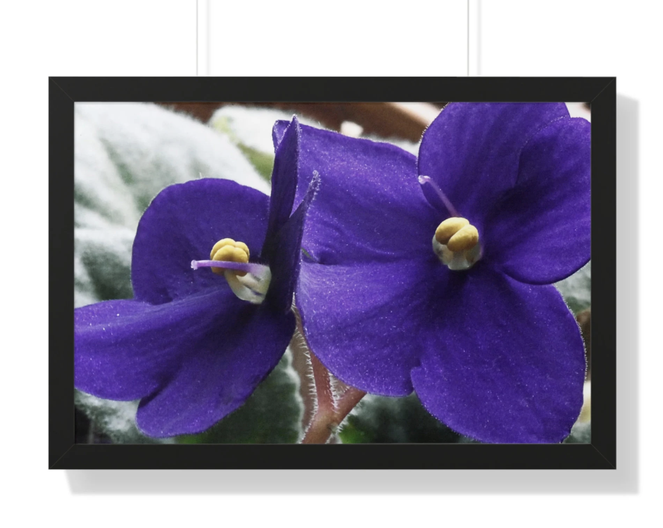 Framed Floral Wall Art, an African Violet Photograph, Large Photographic Print